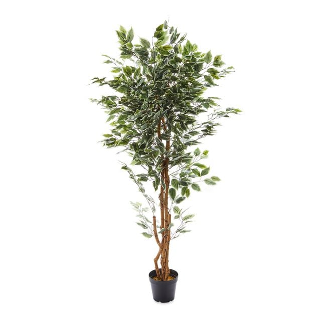 1.5M Artificial Variegated Ficus Tree