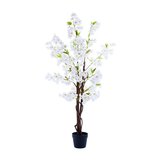1.2M White Cherry Blossom