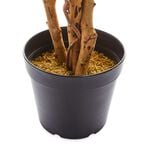 1.5M Artificial Variegated Ficus Tree