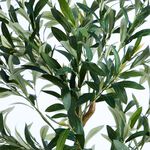 1.1M Olive Tree