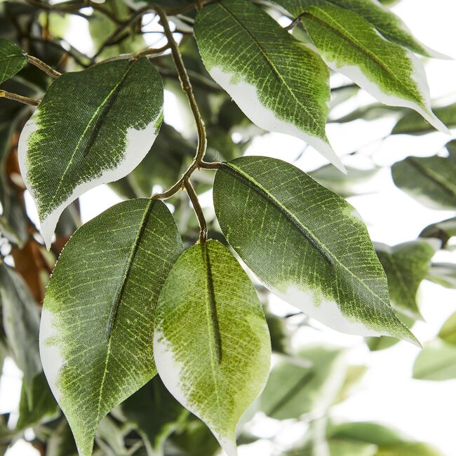 1.5M Artificial Variegated Ficus Tree