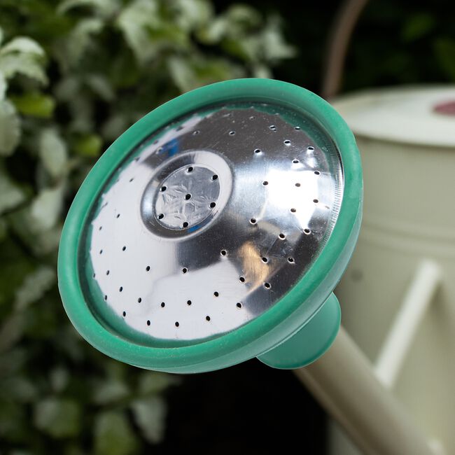 Watering Can Rose
