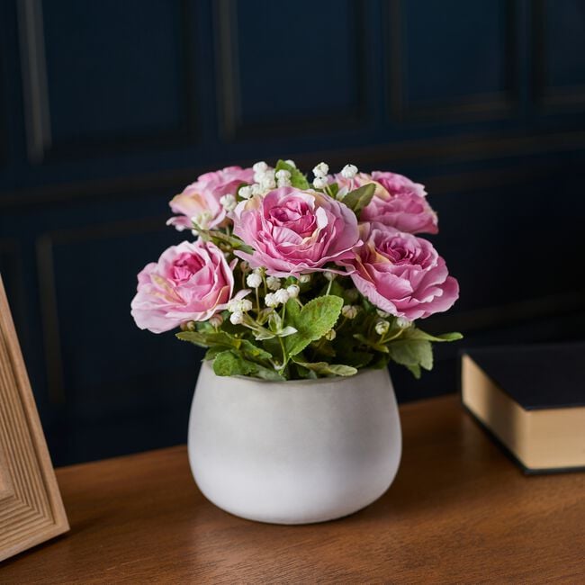 Fuschia Rose Bunch In Pot