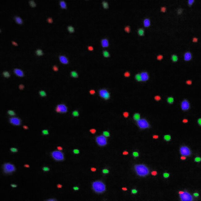 Outdoor Colour Changing Snow Falling Projector