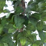 Artificial Ficus Tree 1.2M