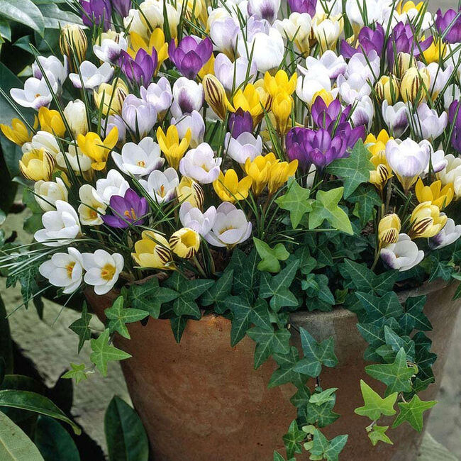 Specie Crocus Mixed Flower Bulbs - 16 Pack