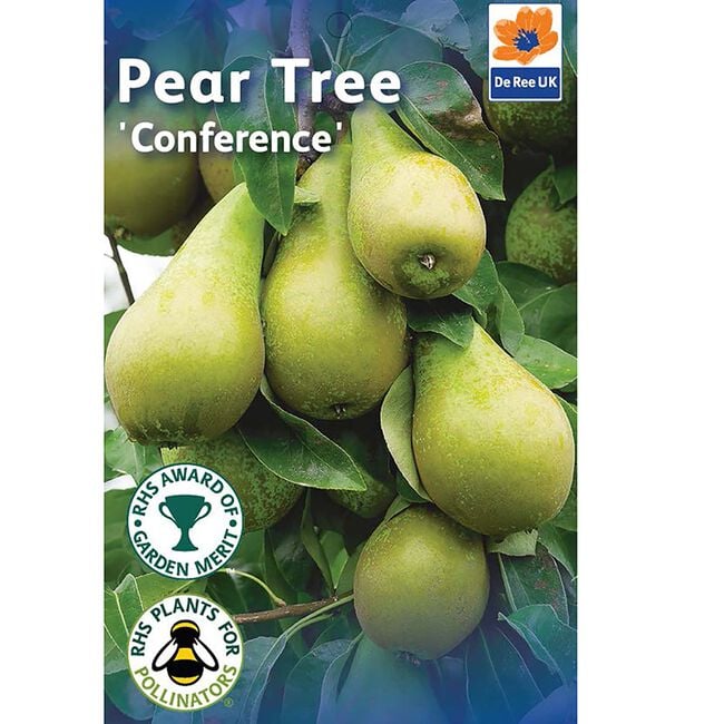 Conference Pear Tree
