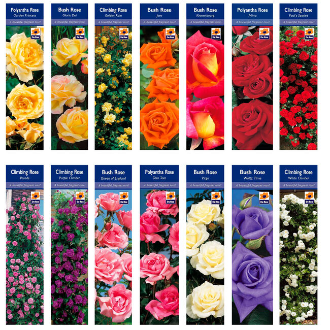 Rose Plants