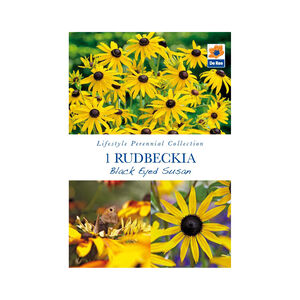 Rudbeckia Black Eyed Susan Flower Bulb