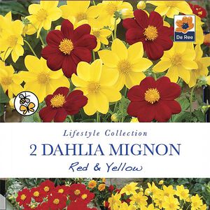 Dahlia Mignon Red & White Flower Bulbs - 2 Pack