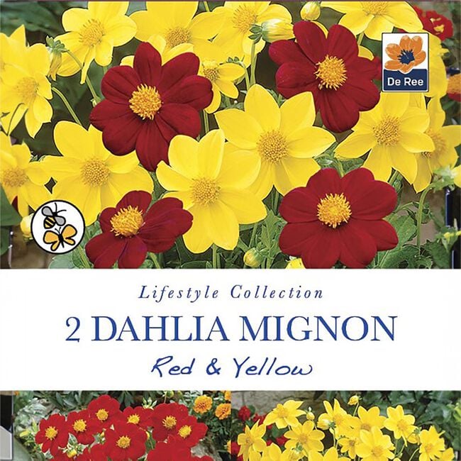 Dahlia Mignon Red & White Flower Bulbs - 2 Pack