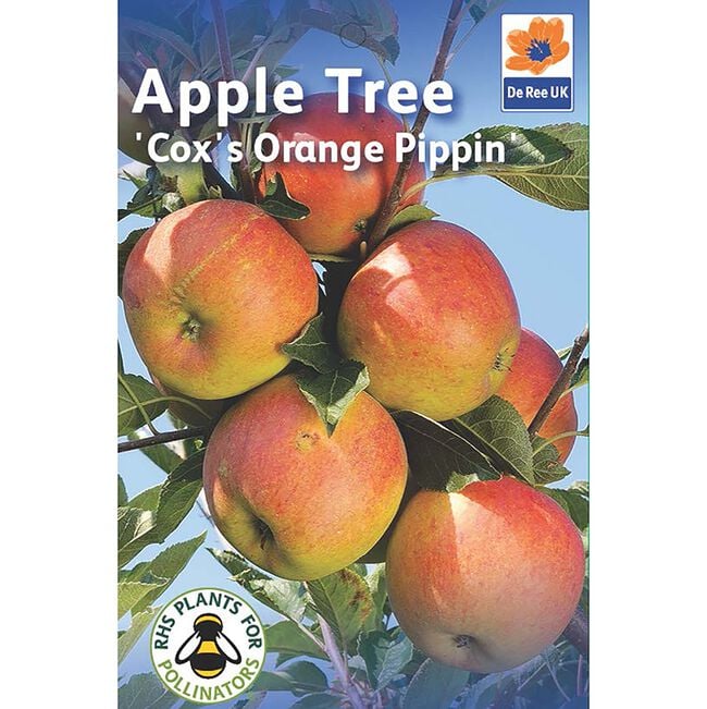 Cox Orange Apple Tree