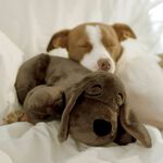 JML Huggie Pup Golden