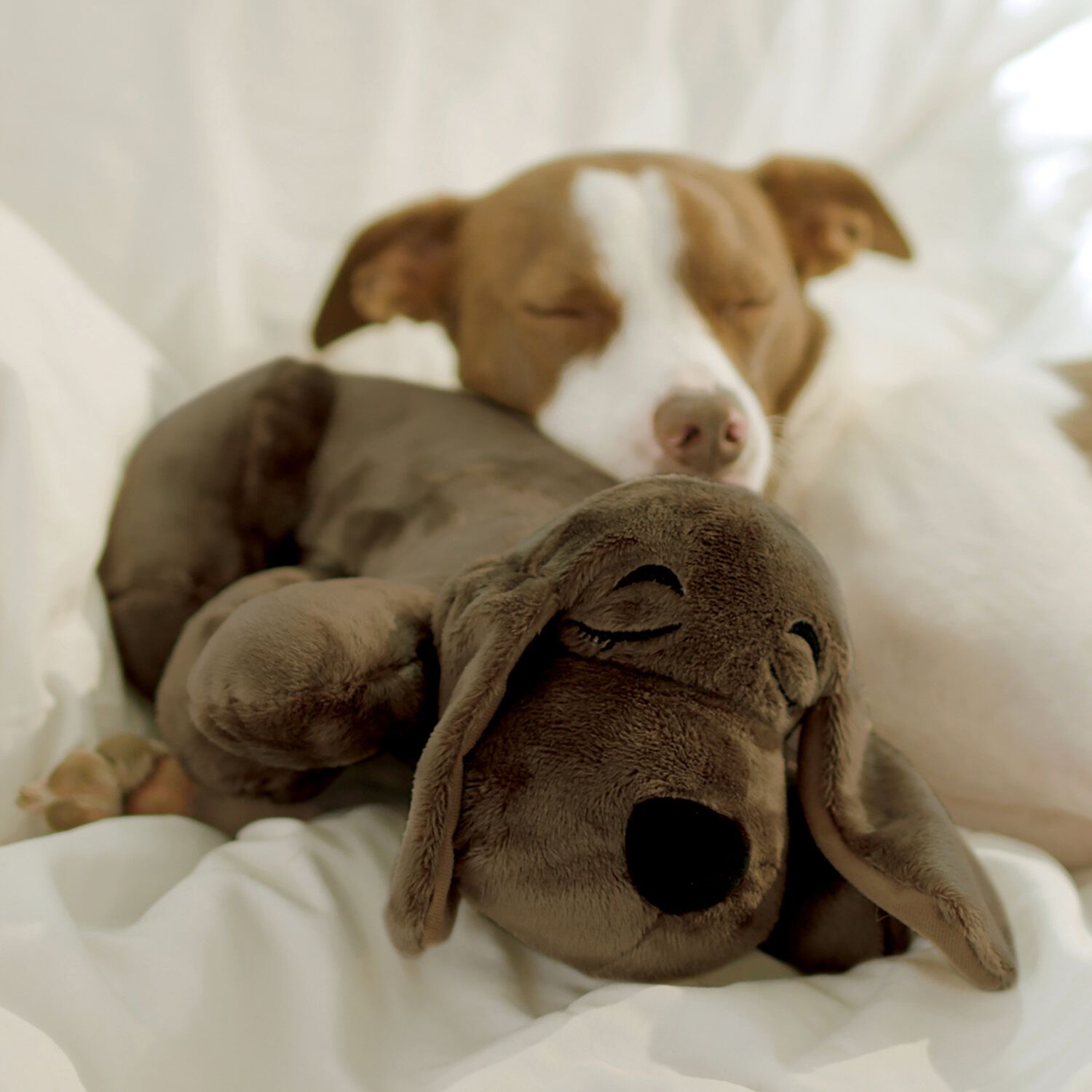 JML Huggie Pup Golden Home Store More