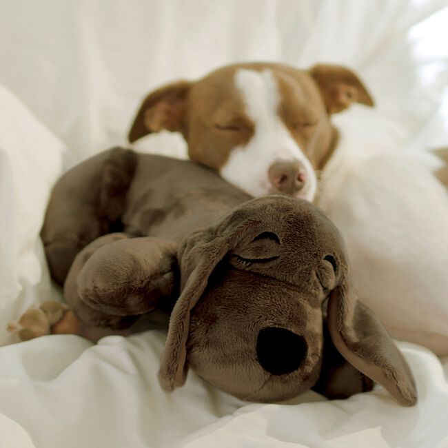 JML Huggie Pup Golden