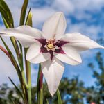 Acidanthera Peacock Orchids 