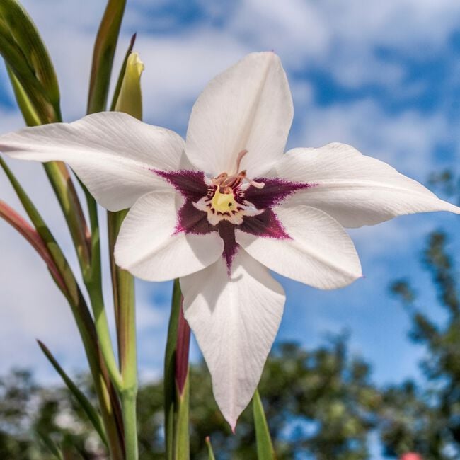 Acidanthera Peacock Orchids 