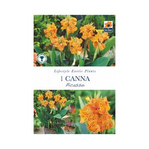 Canna Picasso Lily Flower Bulb