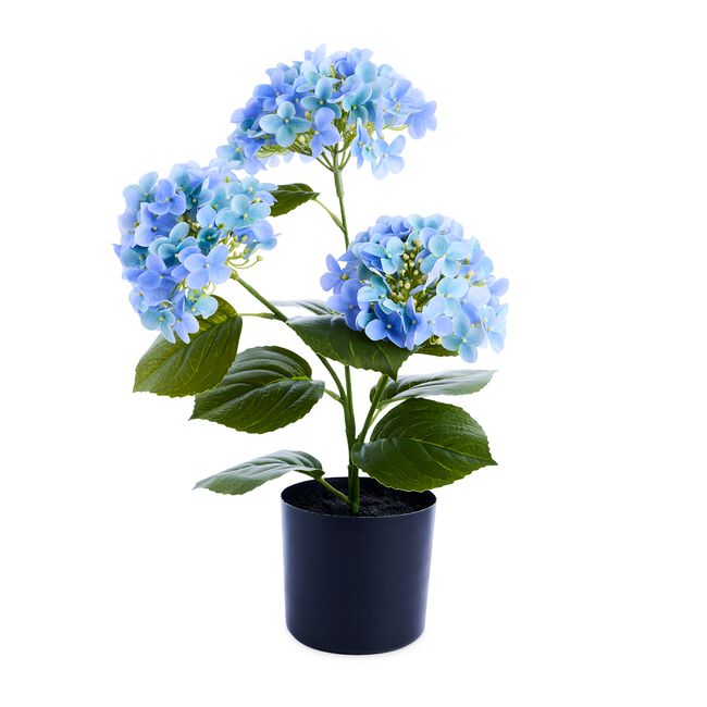 55CM BLUE Hydrangea In Pot 