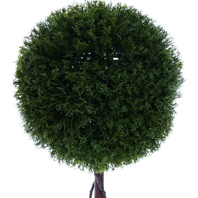 72cm Buxus In Square Pot