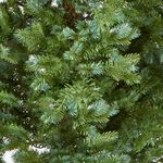 National Tree Fairview Fir 7ft Christmas Tree