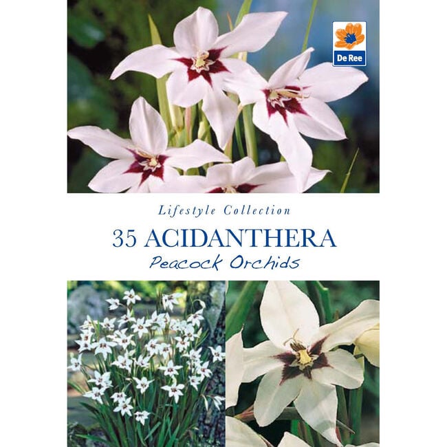 Acidanthera Peacock Orchids 