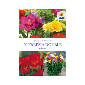 Freesia Double Mixed Flower Bulb - 20 Pack
