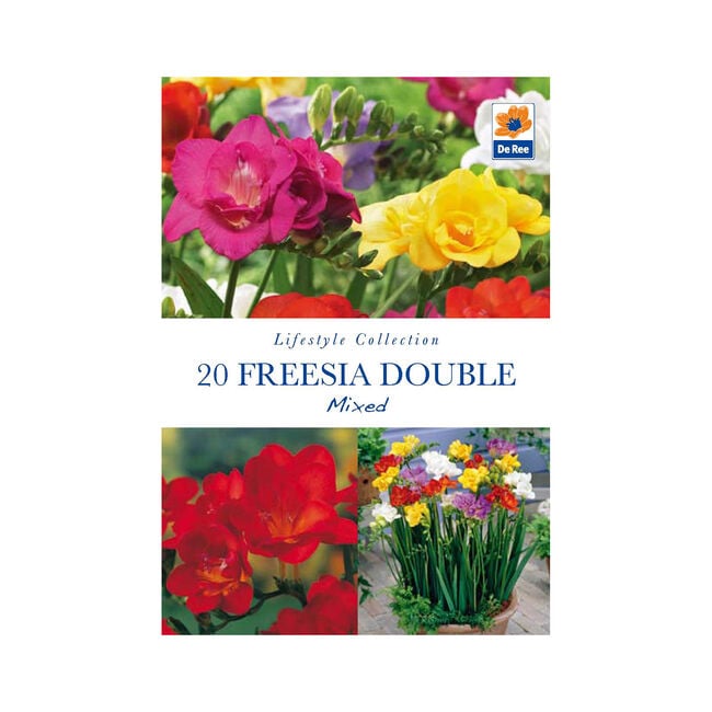 Freesia Double Mixed Flower Bulb - 20 Pack