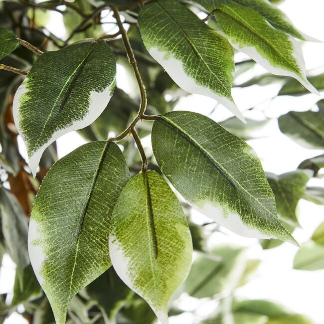 1.5M Artificial Variegated Ficus Tree
