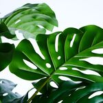 Artificial Monstera Plant 1.2M