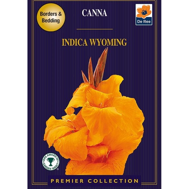 Canna Indica Wyoming 