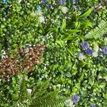 Premium Santos Foliage Wall Panels 0.5m x 1m