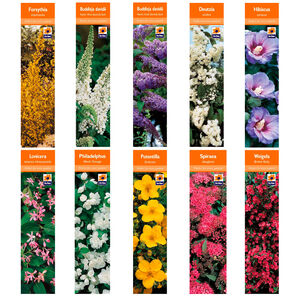 Shrub Varieties 