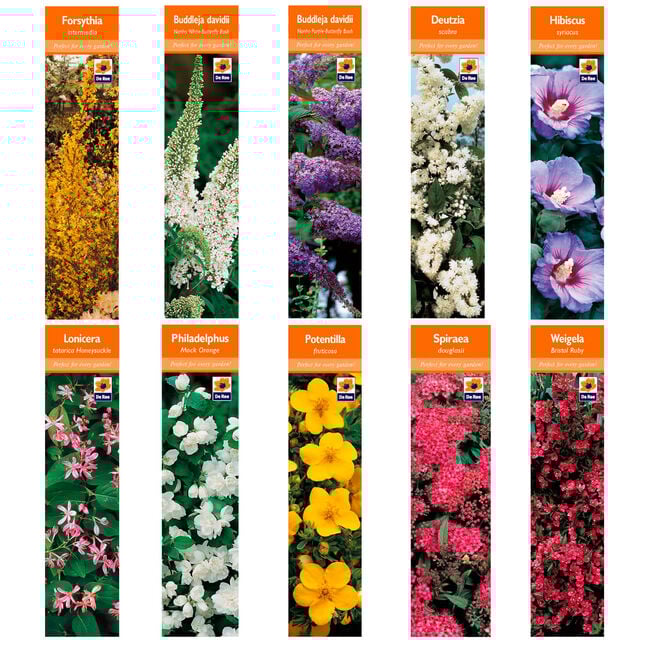 Shrub Varieties 