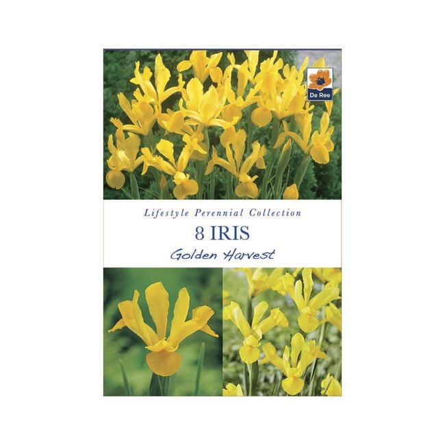 Iris Golden Harvest Flower Bulbs - 8 Pack