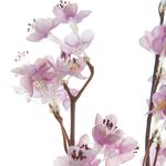 Prunus Purple Flowers Branch - 89cm