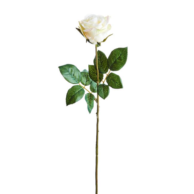 SINGLE ROSE BUD Cream