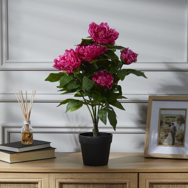 60cm Pink Peony Plant