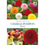 Dahlia Pompon Mixed Flower Bulbs - 3 Pack
