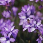 Babiana Stricta Flower Bulbs - 7 Pack