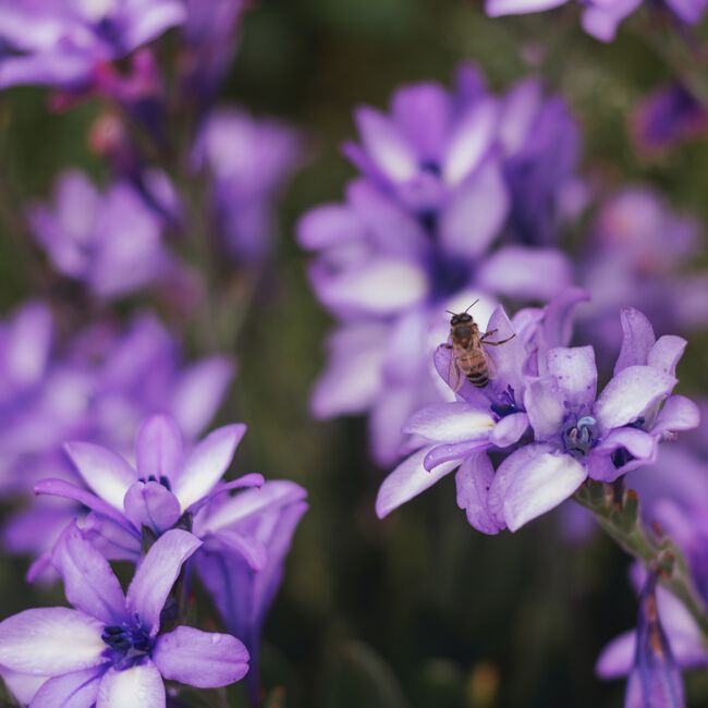 Babiana Stricta Flower Bulbs - 7 Pack