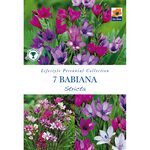Babiana Stricta Flower Bulbs - 7 Pack