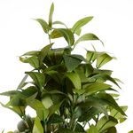 Artificial Bay Tree 1.2M