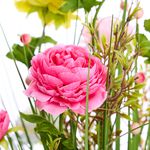 Bloomvibe Mixed Rose Faux Floral Bouquet