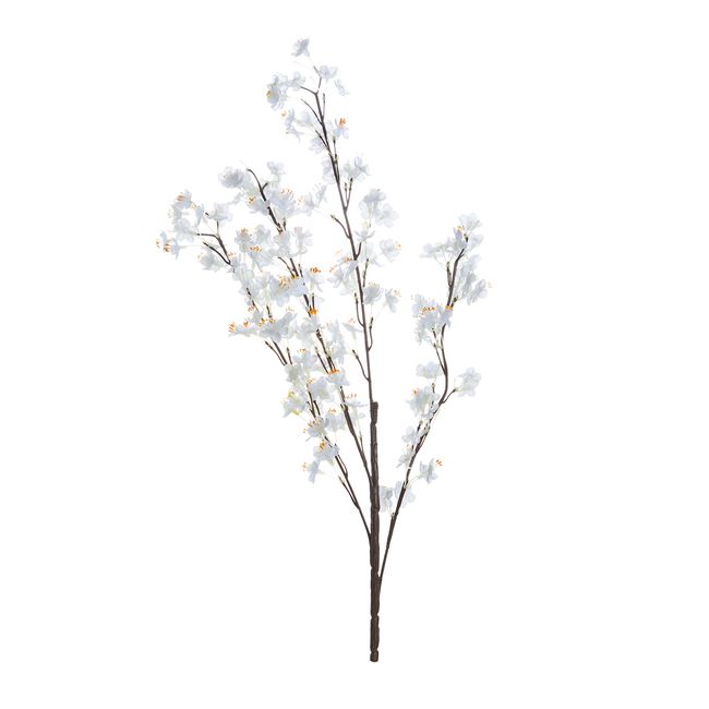 Prunus Branch with 156 Flowers