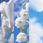 Yankee Candle® Essential Oil Clean Cotton