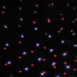 Outdoor Colour Changing Snow Falling Projector