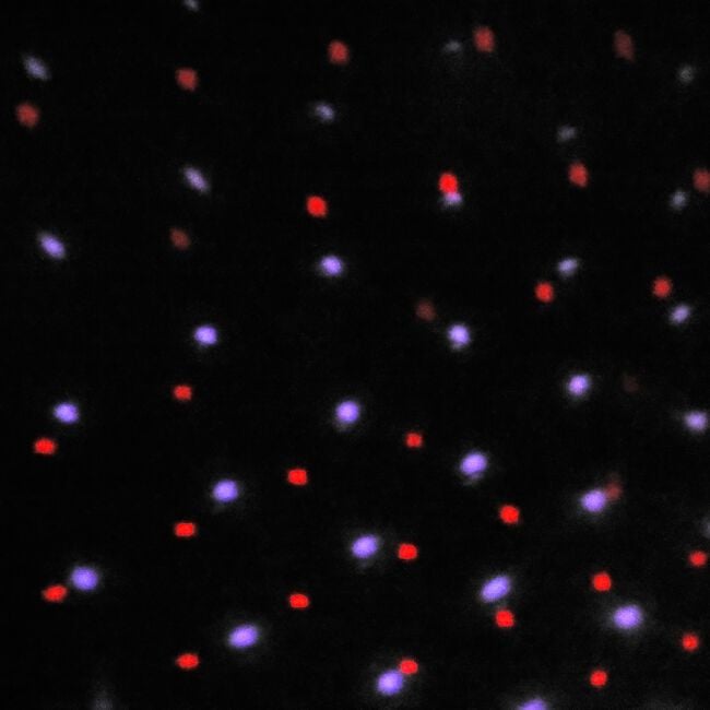 Outdoor Colour Changing Snow Falling Projector