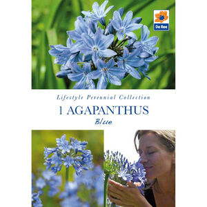 Agapanthus Blue Flower Bulb