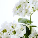 55CM WHITE Hydrangea In Pot 
